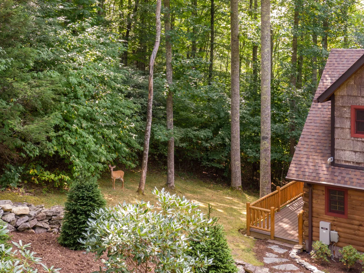 A rustic wooden cabin with a curved stone pathway is set amid lush greenery, with a deer standing nearby. The scene conveys serenity, wildlife encounters, and the immersive natural environment of the property.